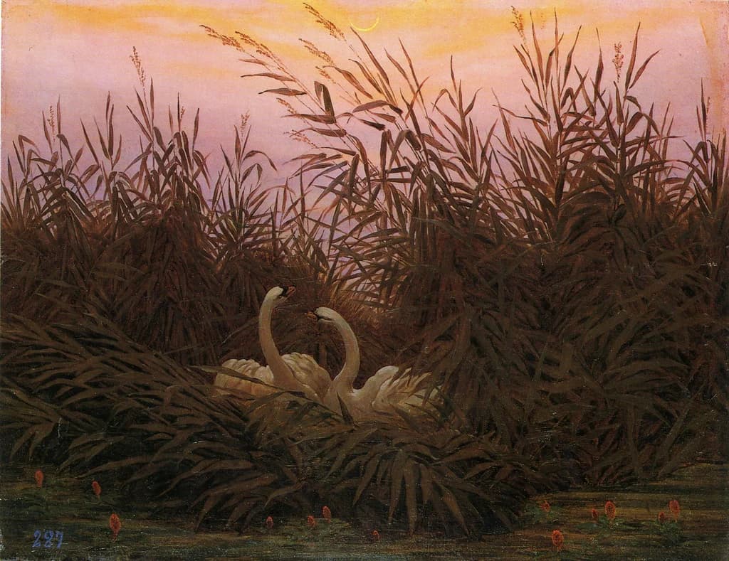 Swans in the reeds at the first dawn