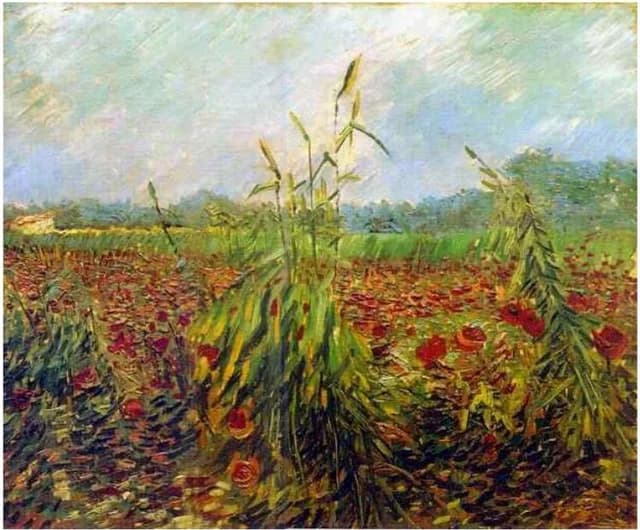Espigas de trigo verdes