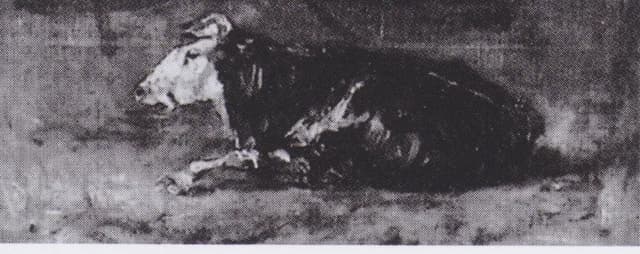 Vache couchée