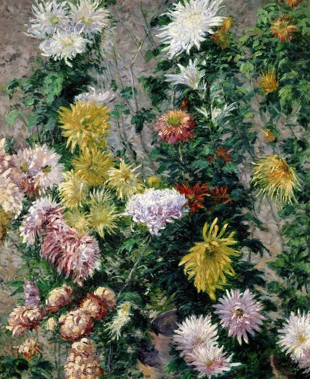 White and yellow chrysanthemums. Petit Gennevilliers garden