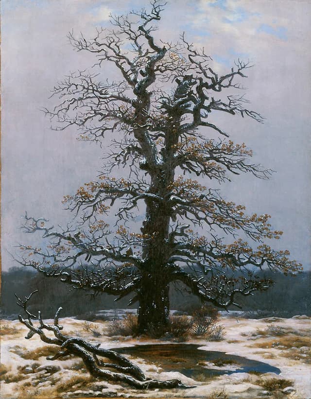 Roble en la nieve