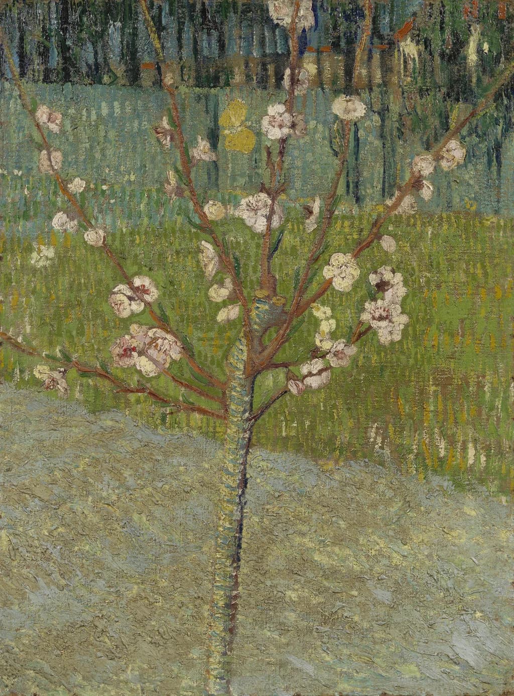 Peach Tree in Blossom
