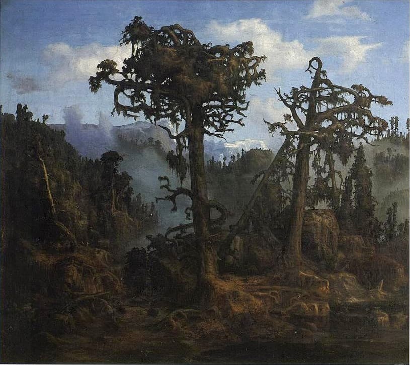 Old Pine Trees