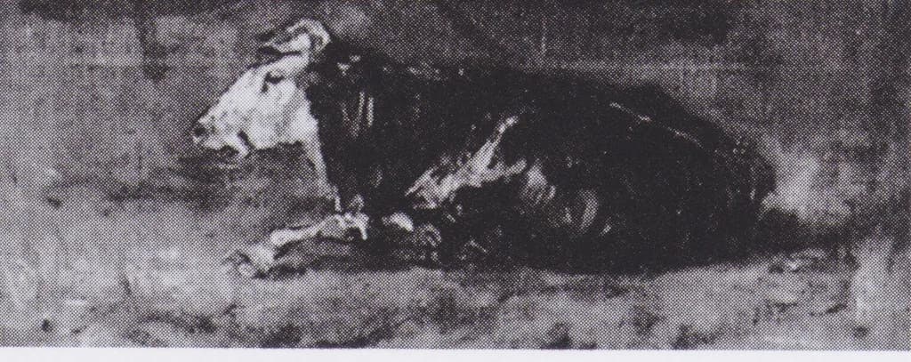 Lying Cow