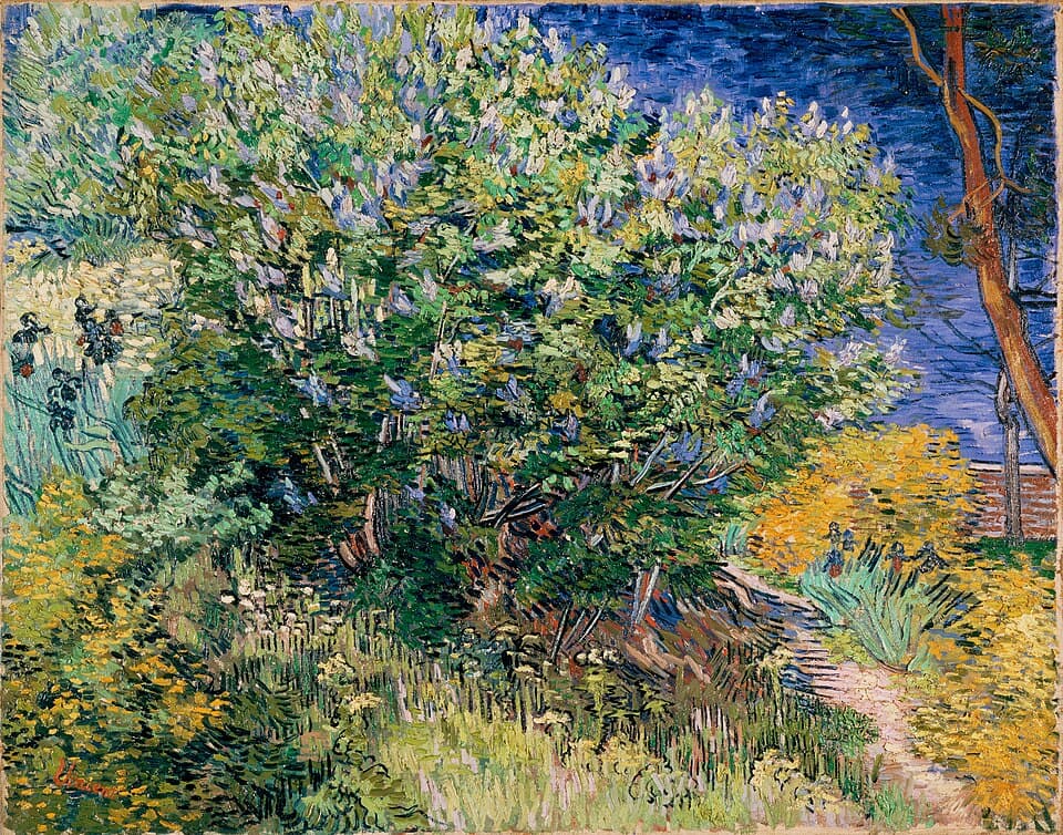 Lilac Bush