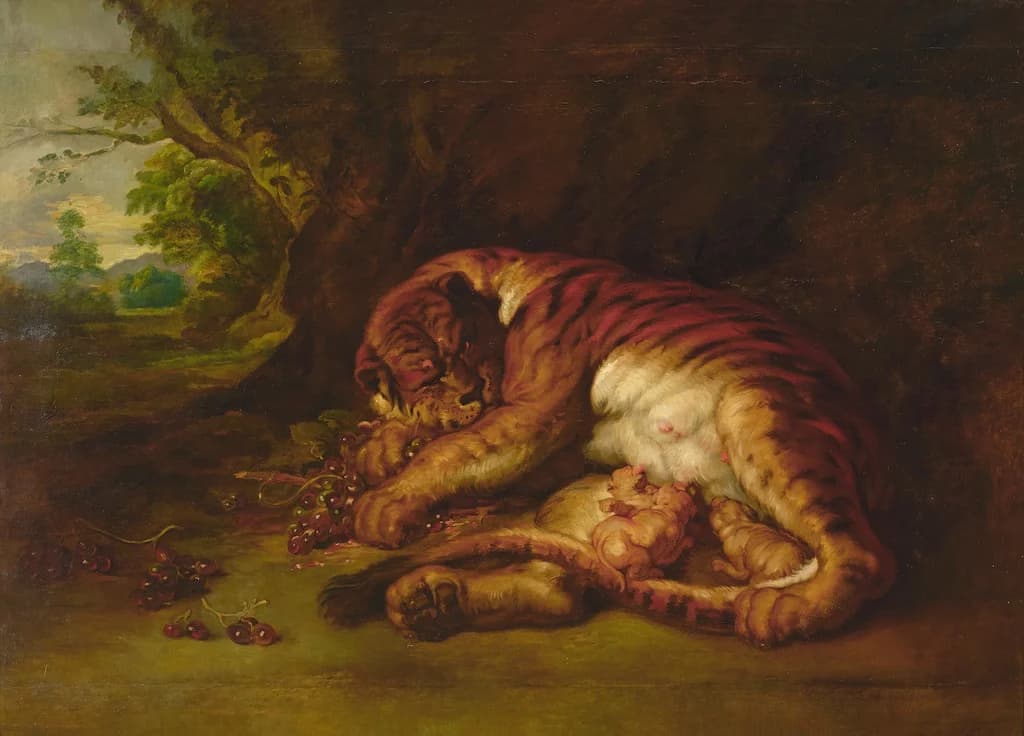 A Suckling Tigress